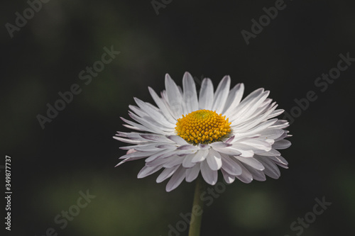 White daisy blooms in the spring garden