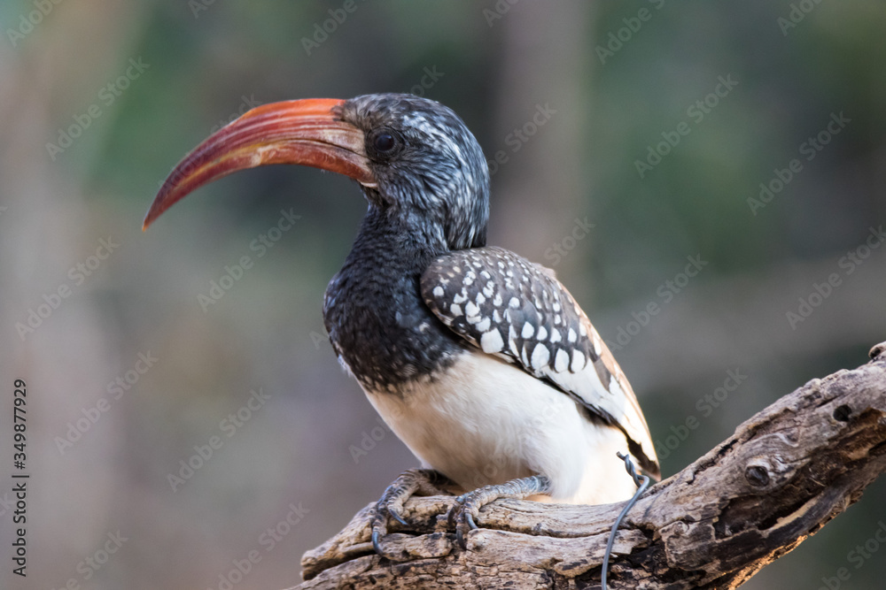 Fototapeta premium Portrait of a beautifull Northern red-billed hornbill, with huge beak sitting on the branch. Namibia. Africa