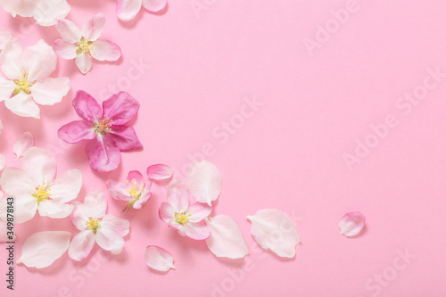 pink  apple flowers on pink background © Maya Kruchancova