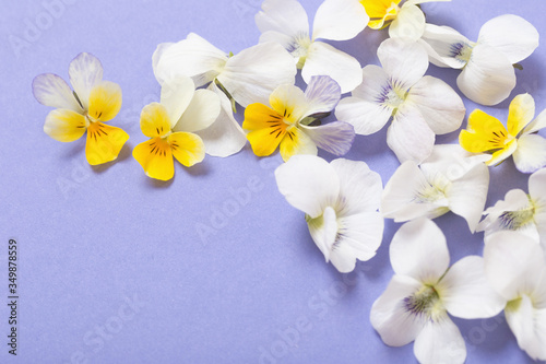 viola flowers on color paper  background