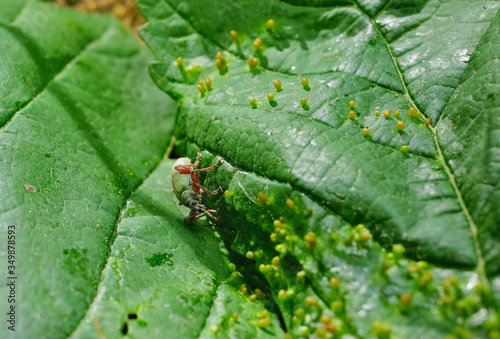 A bug is sitting on a leaf with galls
