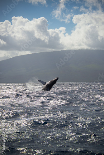 Humpback whale breaching during breeding season, Maui, Hawaii