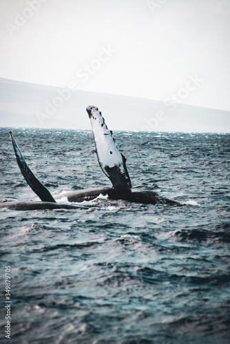 Humpback whales during breeding season showing pectoral fins, Maui, Hawaii