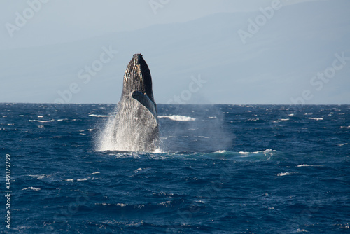 Humpback whale breaching during breeding season, Maui, Hawaii