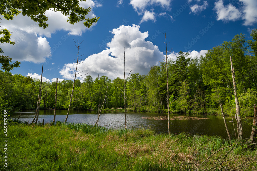 Obraz premium See im Raakmoor Hamburg Langenhorn Frühling Totholz sonnig