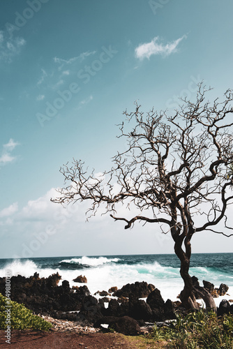 Silhouette tree with tropical sea, ocean backdrop