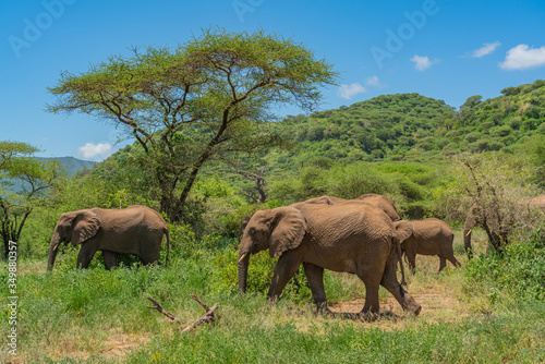 Herd of african bush elephants in the Tarangire National Park in Tanzania.