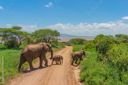Photography African bush elephant with here baby  in the Tarangire National Park in Tanzania