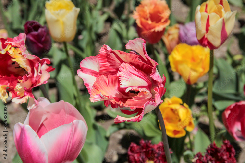 Tulip season. Bright fresh spring flowers tulips on blurred background. Beautiful multicolored red tulip blooming in garden. Tulips on the flower bed. parrot shape tulip Tulip season. Bright fresh spring flowers tulips on blurred background. Beautiful multicolored red tulip blooming in garden. Tulips on the flower bed. parrot shape tulip