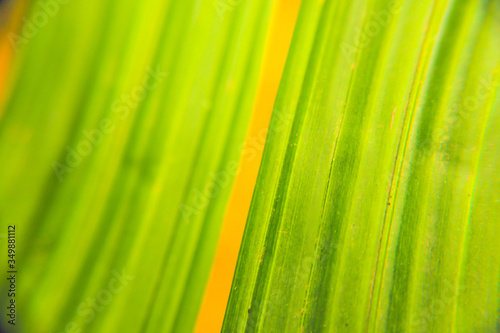 super close up of a leaf