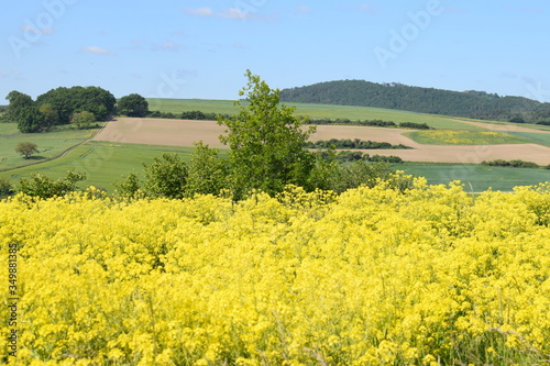 Blick über wilden Raps auf die Hügel der Eifel photo