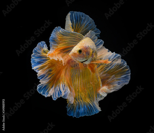 The Siamese fighting fish (Betta splendens), also known as the betta, is a popular fish in the aquarium trade. Bettas are a member of the gourami family and are known to be highly territorial. Males i