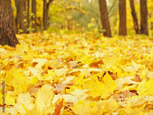 Beautiful autumn landscape with yellow falled leaves and blurred trees.Bright golden foliage in the park. Falling leaves natural background .Autumn season concept.Selective focus
