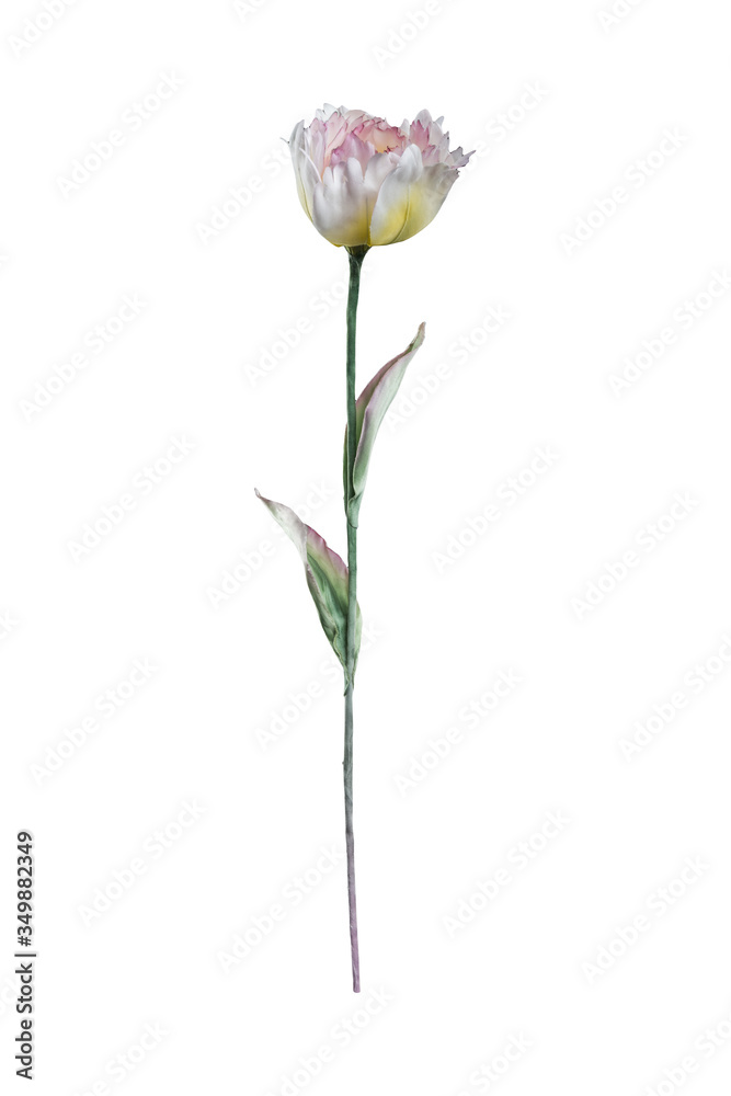 Artificial terry tulip on white background