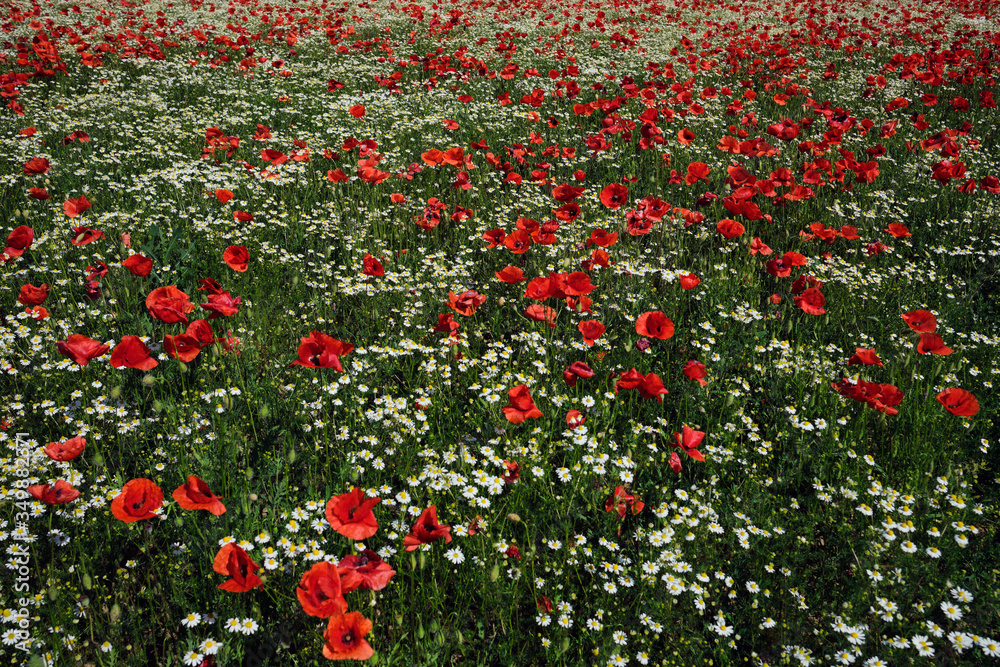 Poppies and Daisy field in Italy