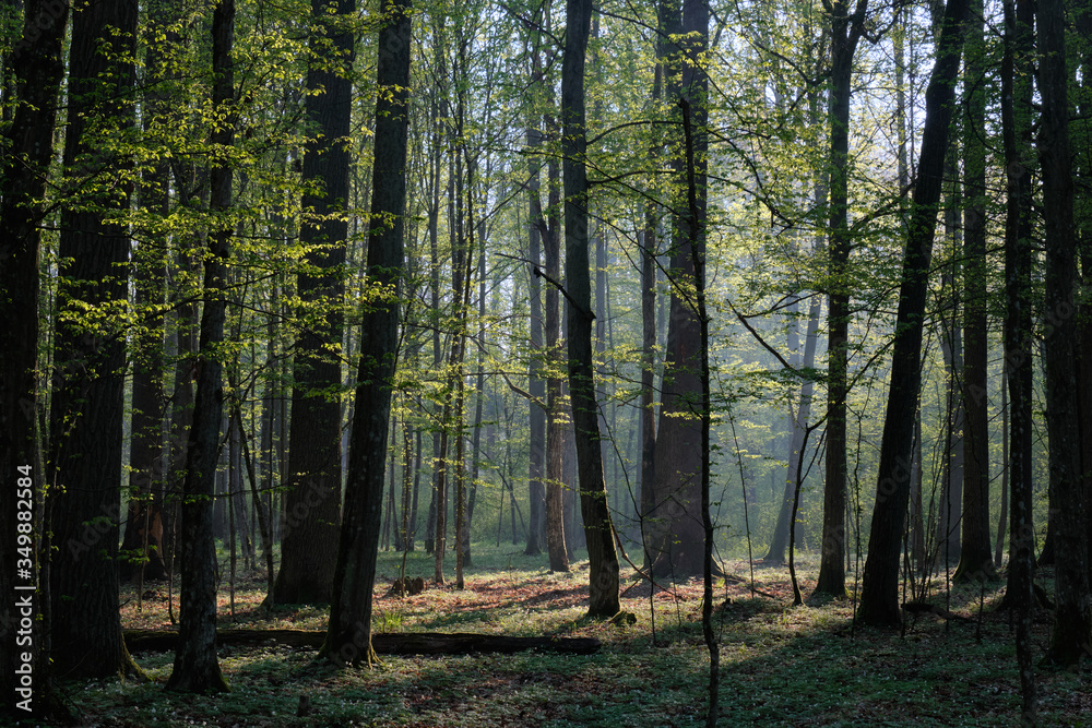 Naklejka premium Deciduous forest in springtime sunrise