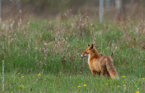 Red fox (Vulpes vulpes) watching © Aleksander Bolbot
