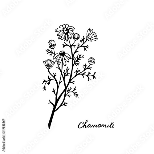 Chamomile  medical herbs. Hand drawn doodle style. Single element  simple sketch. Stock vector black outline illustration  isolated on white background.