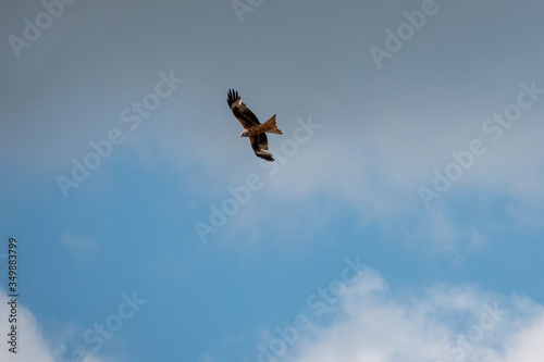 red kite flies in the blue sky in search of prey