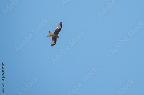 red kite flies in the blue sky in search of prey
