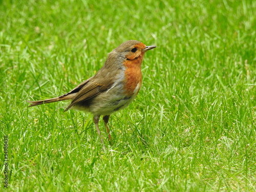 robin on washing line