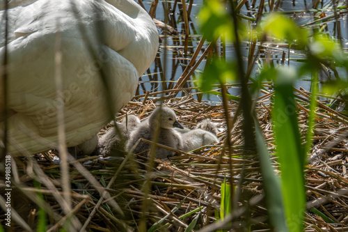  swan with its little chicks is in a nest