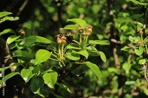 Young buds of pear, on a tree in spring time