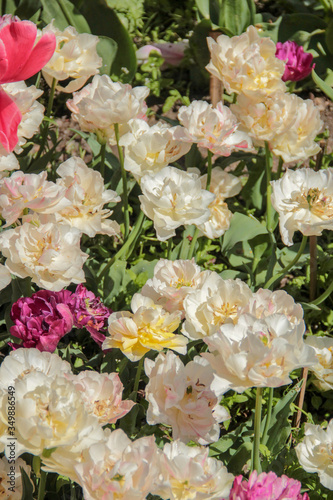 White tulips against green foliage. Pink tulips field. Flowers in spring blooming blossom scene. Pink hybrid tulips background. Tulip backdrop. Bicolor tulips.