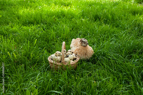 Beautiful quail bird and a basket with quail eggs on the green grass in summer. Quail farm © Tetiana