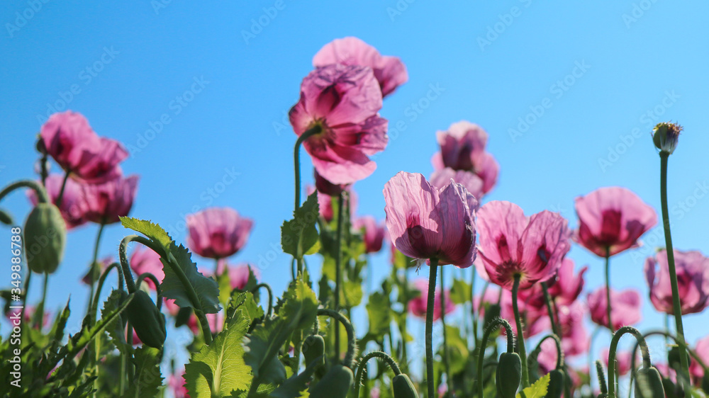 Obraz premium Cultivation of pink poppy (Papaver somniferum) for oil extraction