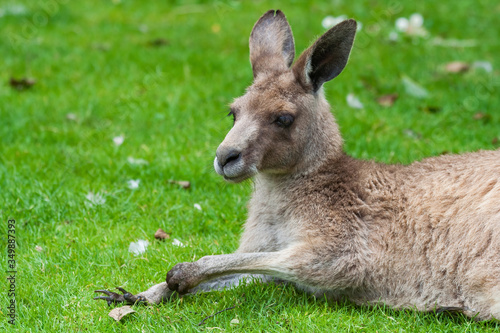 Eastern Grey Kangaroo On Grass
