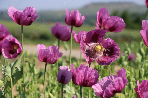 Cultivation of pink poppy (Papaver somniferum) for oil extraction © Barbara Fröhlich