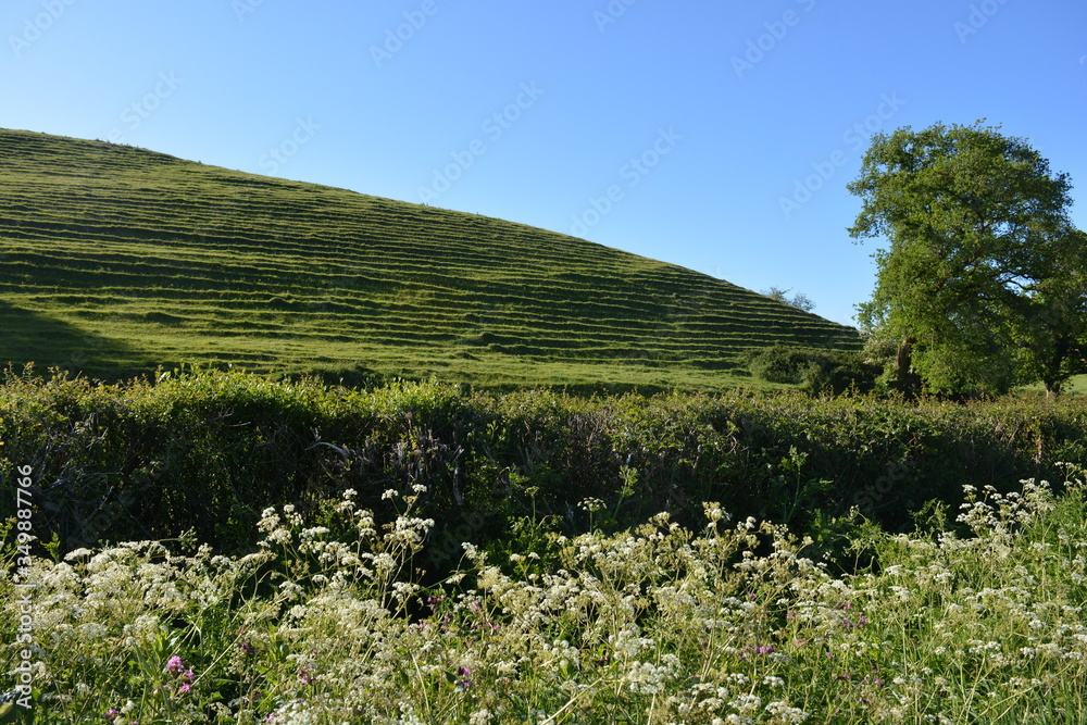 landscape with cow parsley, hedgerow, hill and blue sky