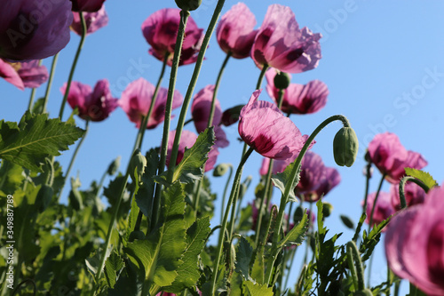 Cultivation of pink poppy (Papaver somniferum) for oil extraction