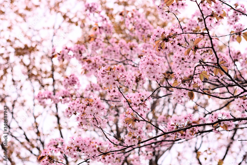 Spring blurred background with a pink blooming tree close up. Spring flowers. Concept of nature and beauty.