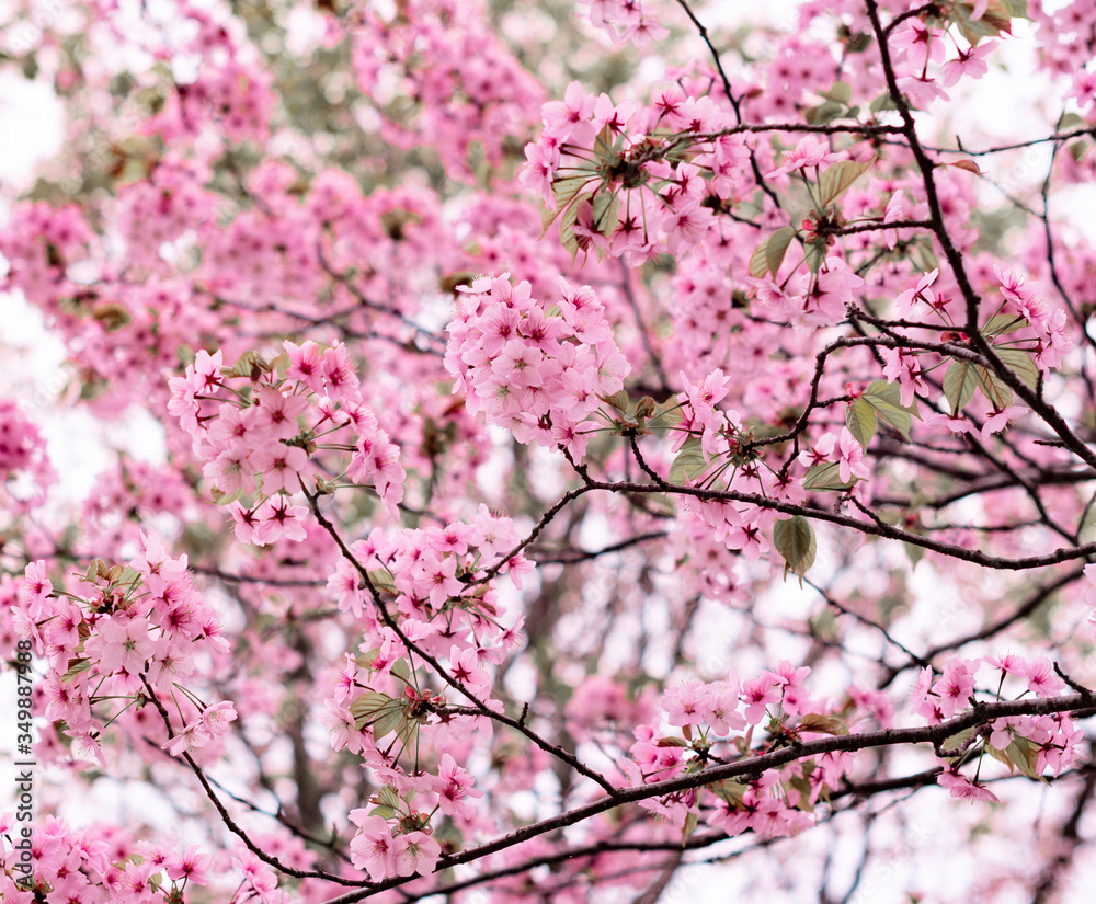 Spring background with a pink blooming tree close-up. Spring flowers. Concept of nature and beauty. Spring background with a pink blooming tree close-up. Spring flowers. Concept of nature and beauty.