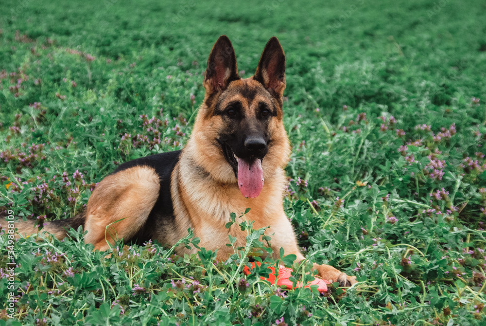German shepherd with a flying saucer. Dog Frisbee, sports with a dog. Games with a dog in the fresh air. German shepherd with a flying saucer. Dog Frisbee, sports with a dog. Games with a dog in the fresh air.