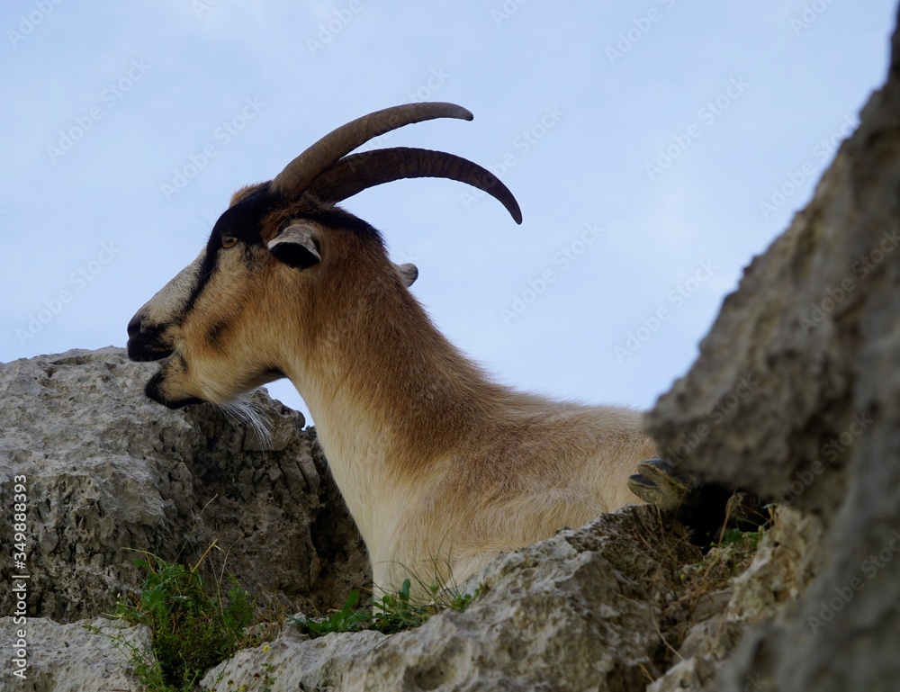Mountain goat on the rocks