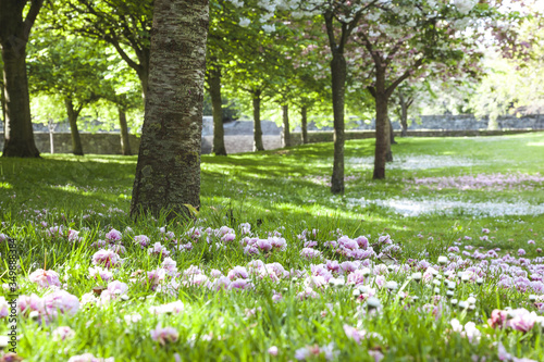 Wallpaper Mural pink cherry blossom Torontodigital.ca