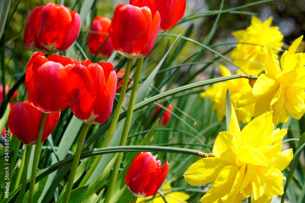 Obraz premium red and yellow tulips in garden