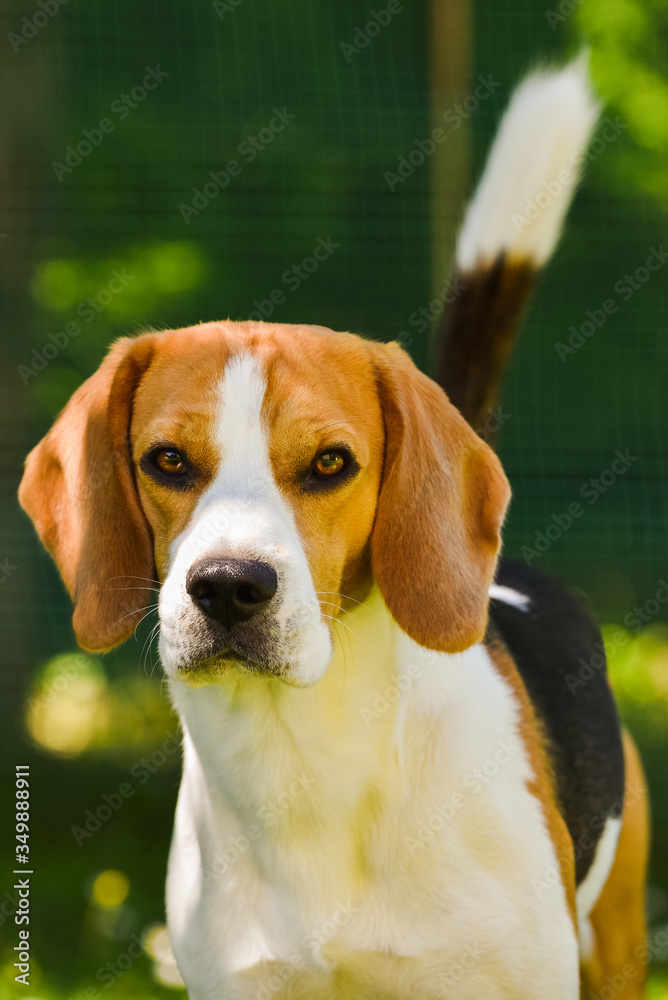 Adorable beagle dog on green background outdoors.