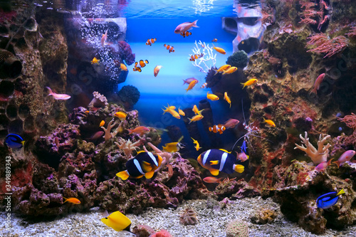 Tropical Fishes in Marine aquarium tank