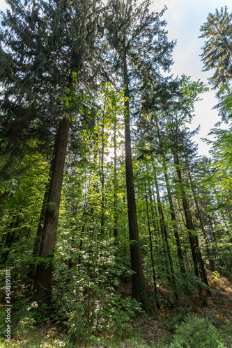 Wandern im Bayerischen Wald bei Sankt Englmar
