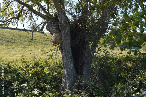 Sycamore tree with hollow trunk