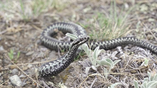 Venomous adder viper snake (Vipera berus) attack and bite