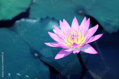 Beautiful pink lotus flower in pond Lotus flower symbol of Buddhism and Buddhist beliefs.