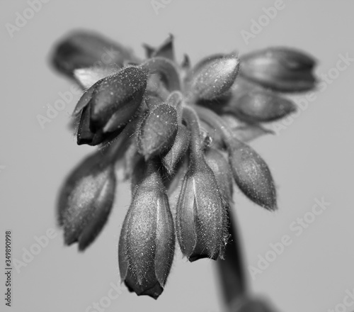 Flower buds of pelargonium called also geraniums or storksbills macro close up, partly in soft focus, monochrome black and white photo