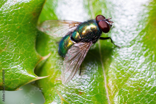 green fly on leaf, super macro photo