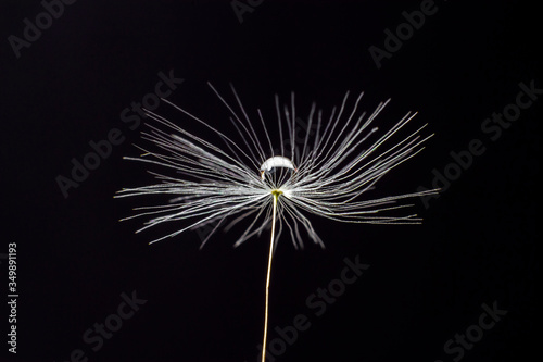 Fototapeta Naklejka Na Ścianę i Meble -  light, fluffy dandelion fluff on a black background