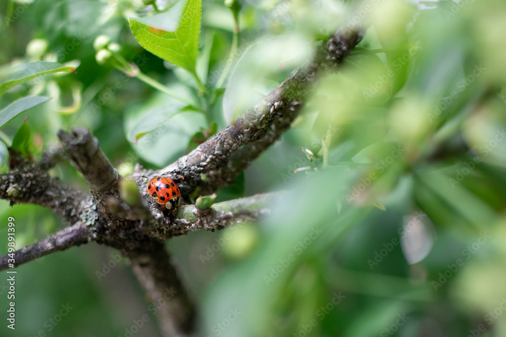 Macro shot of a red ladybug with black spots hiding between green leaves on a twig during spring Macro shot of a red ladybug with black spots hiding between green leaves on a twig during spring